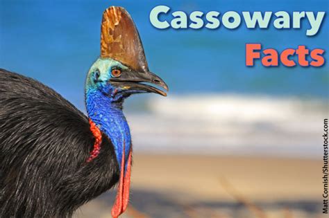 Cassowary Facts For Kids: Information, Pictures & Video