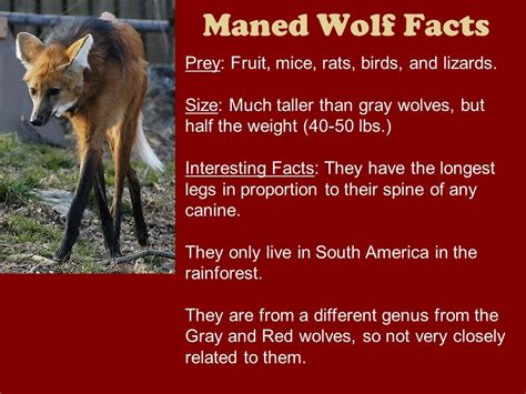 Maned Wolf | Maned wolf, Fox facts, Grey wolf