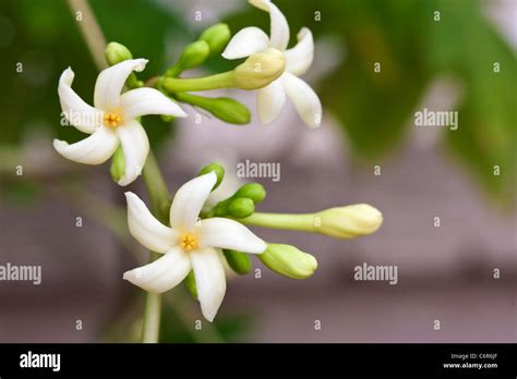 Pawpaw flower Stock Photo - Alamy