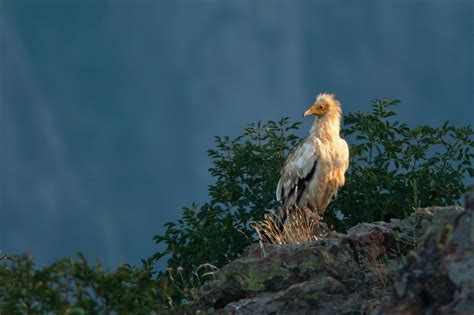 Egyptian Vulture Facts, Habitat, Behavior, Diet, Pictures