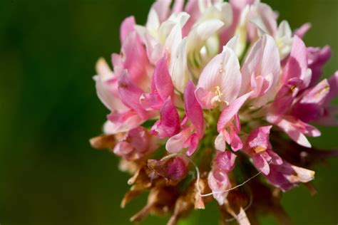 Alsike Clover - How To Grow And Care For Trifolium Hybridum