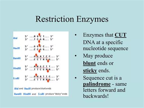 PPT - Restriction Enzymes PowerPoint Presentation, free download - ID ...