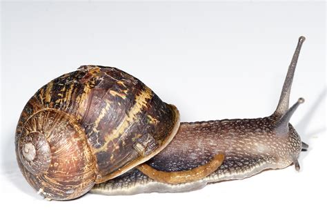 File:Garden snail defecating.jpg - Wikipedia