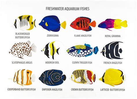 Collection of Freshwater Aquarium Fishes Coral Reef Fish Tea Towel - Etsy