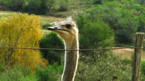 Free stock photo of klein karoo, ostrich