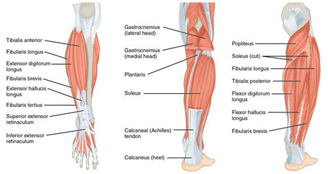 How To Build Calf Muscles