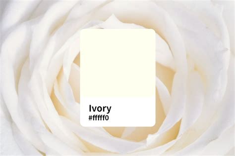 Everthing About Ivory Color: An Ultimate Guide