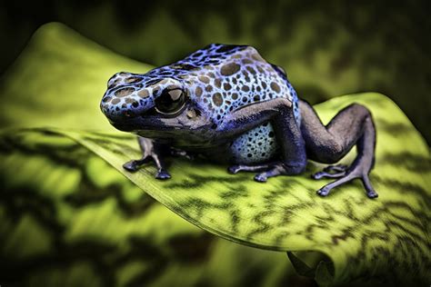 Azureus poison dart frog | Blue poison dart frog, Poison dart frogs ...