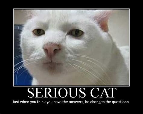 serious cat Animal Memes, Funny Animals, Cute Animals, Cat Memes, Funny ...