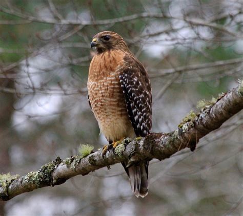 5 Hawk Identification Tips Birders Need to Know About