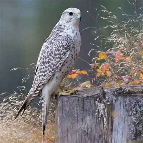 The Majestic Gyrfalcon: A Fascinating Arctic Predator | WorldWeet