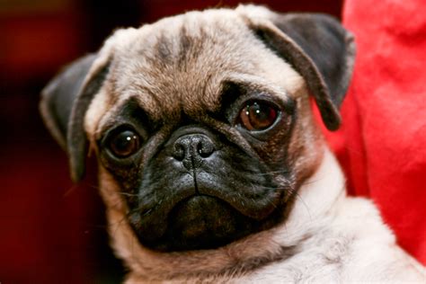 File:Pug portrait.jpg - Wikimedia Commons