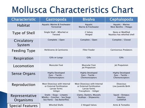 PPT - Mollusca Characteristics Chart PowerPoint Presentation - ID:2261160