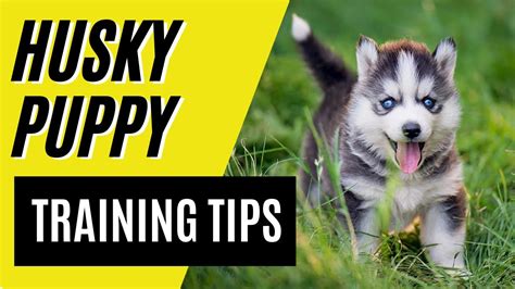 7 BEST Husky Puppy Training Tips - Siberian Husky Training - YouTube