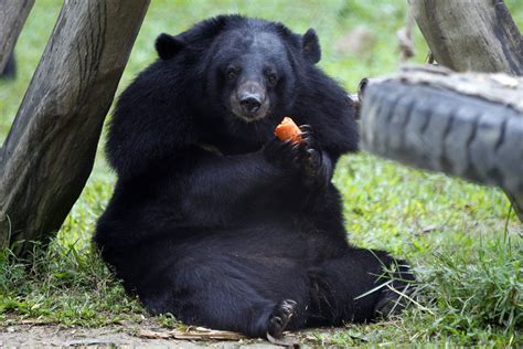 Asian Black Bear (Moon Bear) - Coniferous Forest