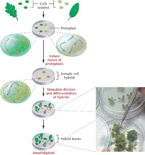 somatic_cell_hybridization.html 08_13-somatic_cell_hybridization.jpg