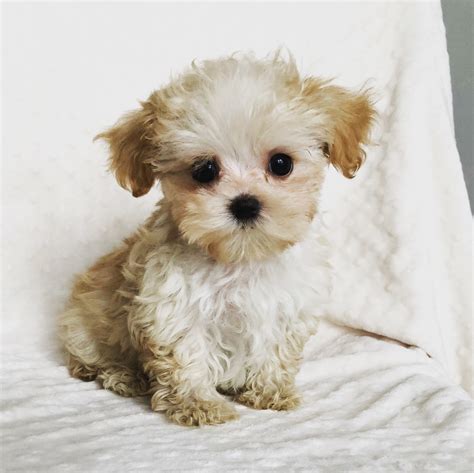 Teacup Maltipoo Puppy! Male - iHeartTeacups