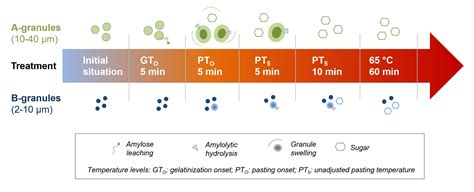 Foods | Free Full-Text | Gelatinization or Pasting? The Impact of ...