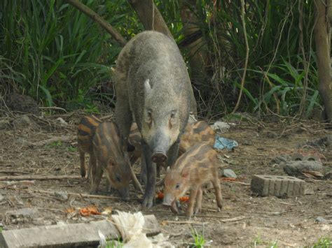 Wild boar (Sus scrofa) - Biodiversity and Environment Database System