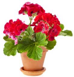 Ruusugeranium | Pelargoni | eteerinen öljy - Limepop