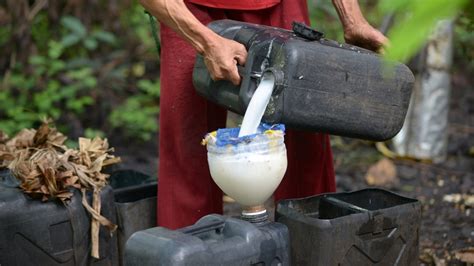 Toxic coconut wine kills 11 during Christmas celebrations in ...