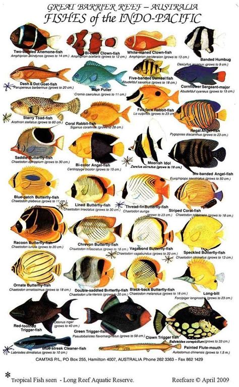 42 Printable Fish Identification Charts | Saltwater aquarium fish ...