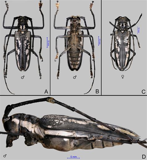 Batocera lineolata. A. Dorsal view of male. B. Ventral view of male. C ...