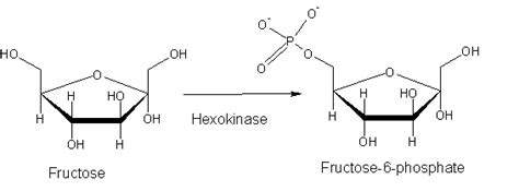 🎉 End products of glycolysis include. What Are the Chemical Products ...