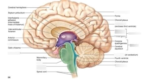 Epithalamus Diagram | Quizlet