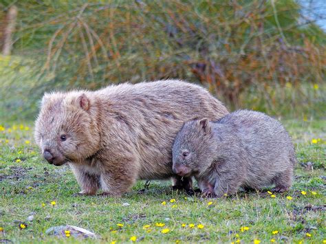 Wombat Vombatus ursinus | Cute baby animals, Baby animals, Cute animals