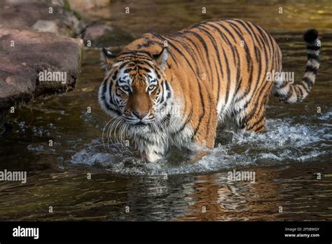 Tiger at the Nuremberg Zoo Stock Photo - Alamy