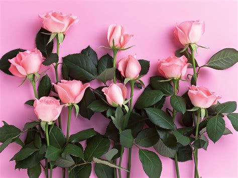 Pink Roses Backgrounds - Wallpaper Cave