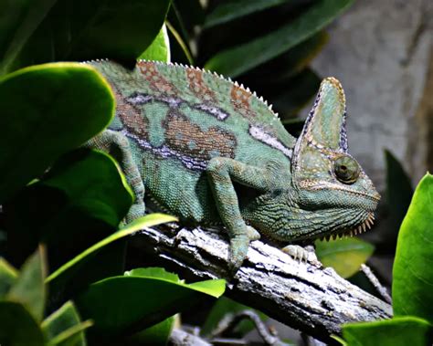 Veiled Chameleon - Facts, Diet, Habitat & Pictures on Animalia.bio