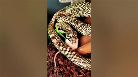 Brooks kingsnake feeding - YouTube