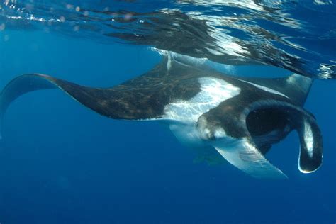 Oceanic Manta Ray (Fishes of the Galapagos) · iNaturalist