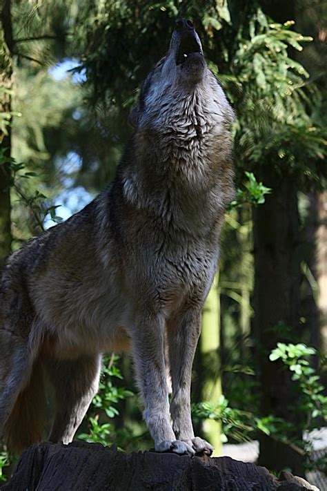 Grey Wolf: Howling I by WhiteSpiritWolf on DeviantArt