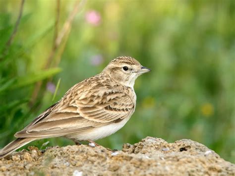 Skylark Bird Facts (Alauda arvensis) | Birdfact