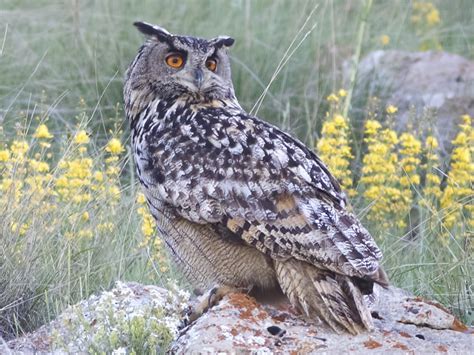 Eurasian Eagle-Owl - eBird