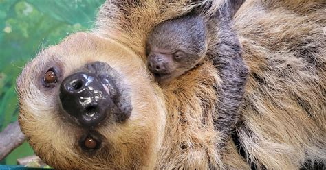 New baby sloth born at Stone Zoo 'closely attached to mom' - CBS Boston