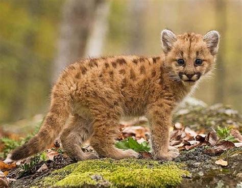 10 Remarkable Facts About Mountain Lions (With images) | Baby animals ...