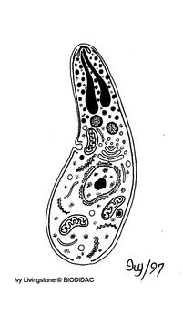 Sporozoa - ProtistA