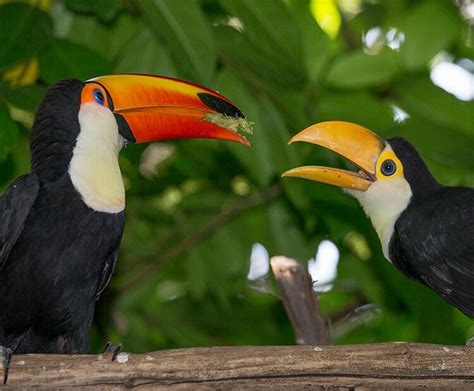 Get to know toucans! | San Diego Zoo Kids