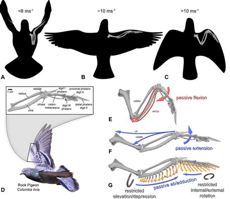 Bird Wing Anatomy Bones