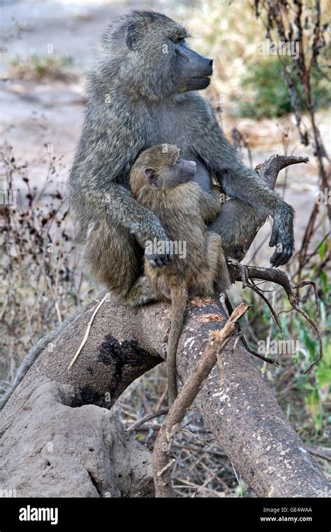 Olive baboon behavior hi-res stock photography and images - Alamy