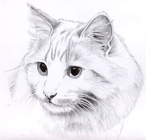 Cat Sketch Easy at PaintingValley.com | Explore collection of Cat ...