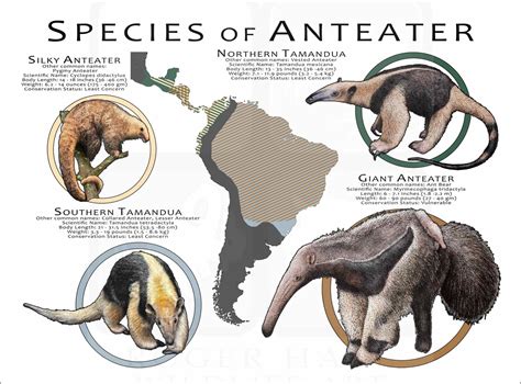 Species of Anteater Poster Print