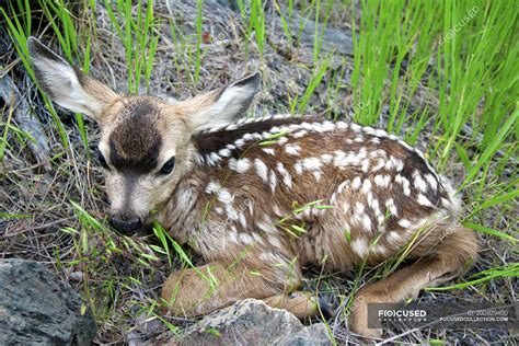 Newborn mule deer fawn lying in grass — Full Length, wild animal ...