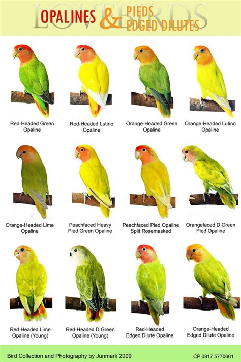 Philippine Lovebirds: Bird Posters | African lovebirds, Love birds pet ...