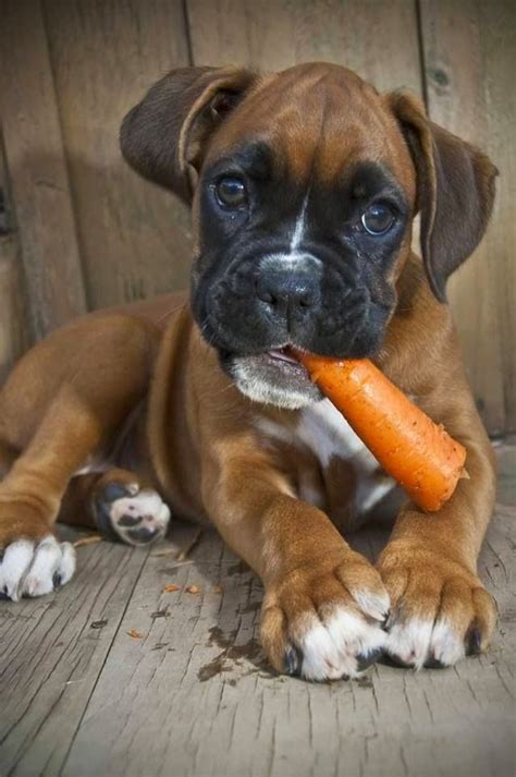 10 Best Boxer Dog Names