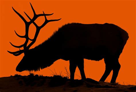 Free Elk Silhouette, Download Free Elk Silhouette png images, Free ...